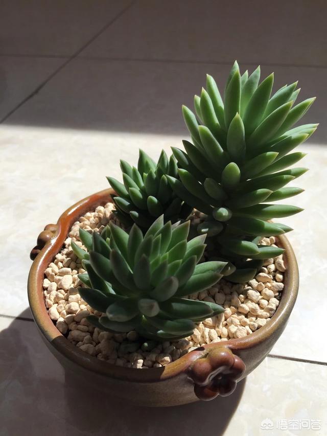 王玉珠帘图片:多肉植物千佛手怎么养谁比较懂？哪位网友晓得？