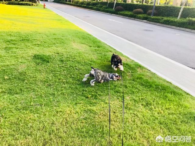 朵拉训练狗狗游戏下载:怎样训练或教育养狗的人，遛狗时，把狗的大便处理掉？