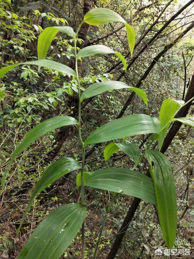 黄精种植技术(黄精种植技术与种植方法管理)