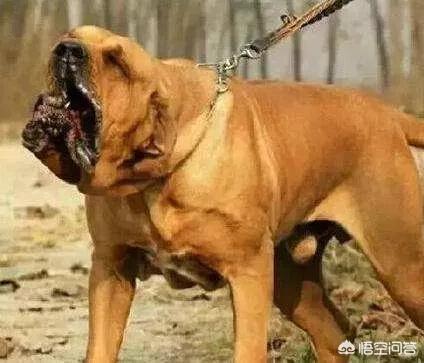 凯利蓝梗犬图片大全:世界上有哪些禁养的犬类，你害怕了吗？