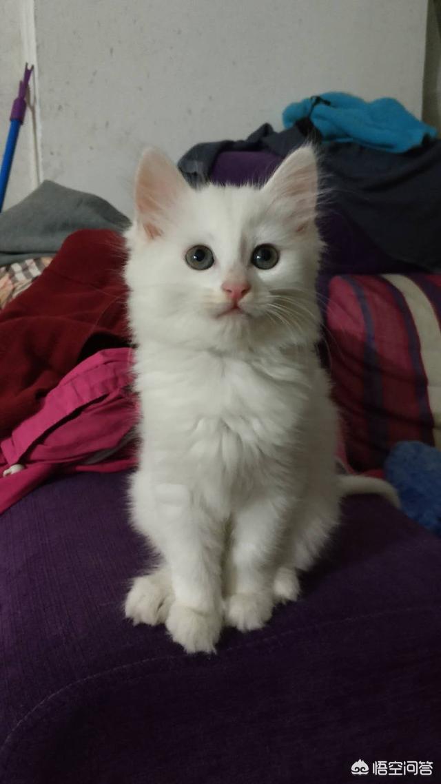 小猫吃什么可以代替猫奶:母猫不见了，只剩下还要吃奶的猫子，该怎么办？