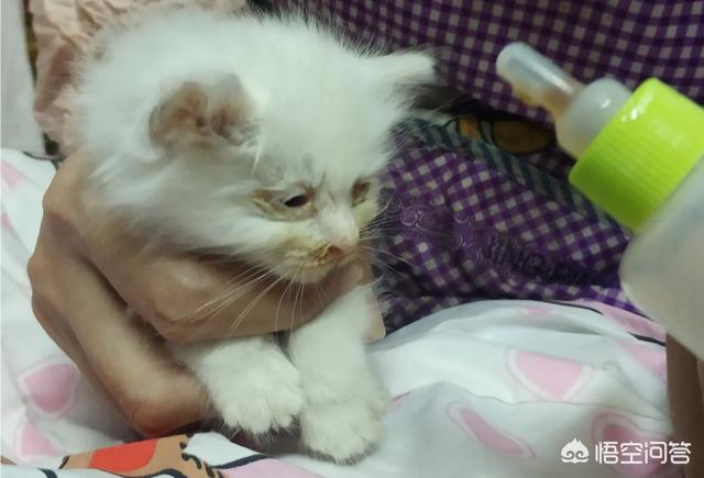 小猫吃什么可以代替猫奶:母猫不见了，只剩下还要吃奶的猫子，该怎么办？