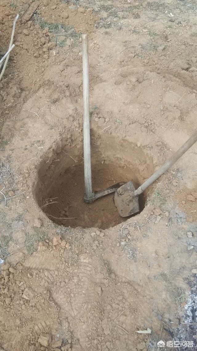 在网上买的樱桃树能栽活吗？