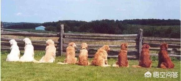 金毛体臭排名:金毛好还是边境牧羊犬好？