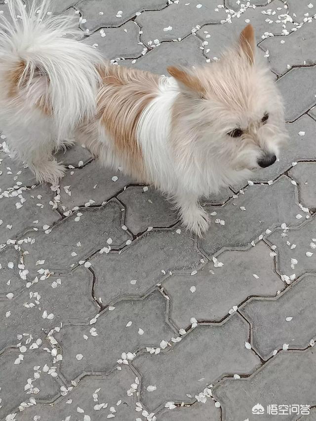 狗狗的哪些行为是属于白眼狼？