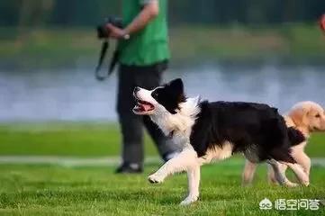 小边境牧羊犬如何训练大小便:怎么训练2个月的边牧定点上厕所？ 两个月大的牧羊犬怎么训练大小便