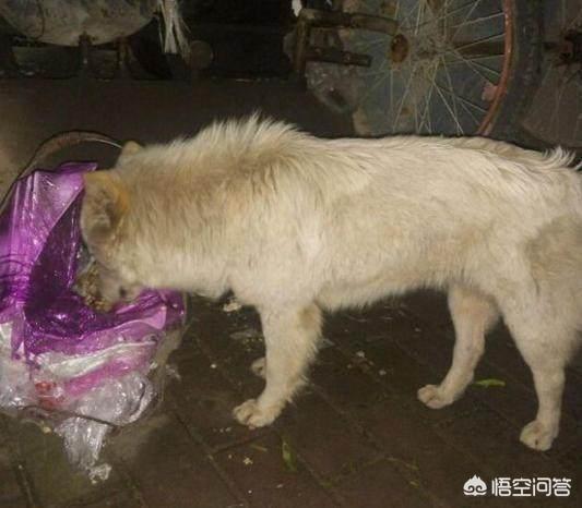 小姐与流浪狗3:为什么当下有些人认为流浪的人不如流浪狗值得同情？