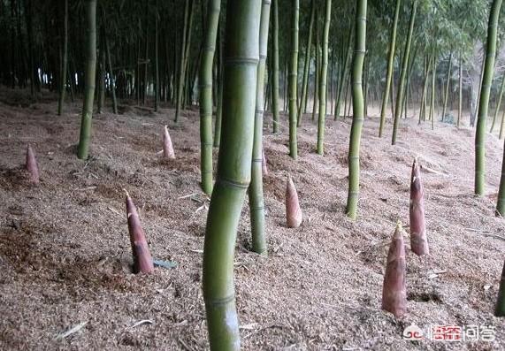 龟甲竹:龟甲竹价格 竹子开花后为什么会足渐死亡？