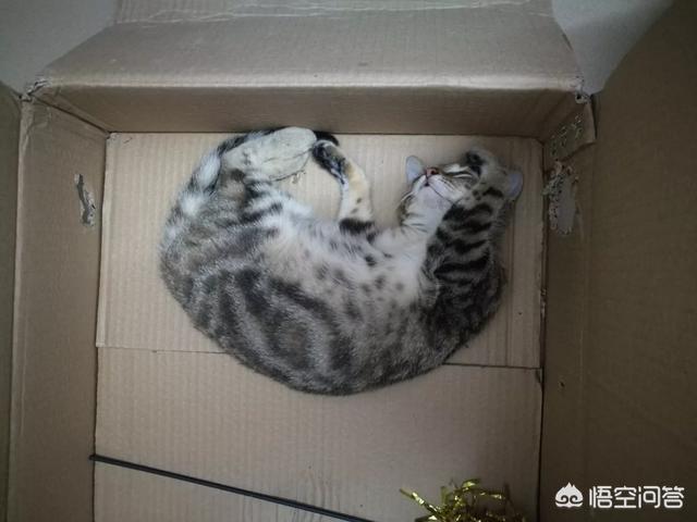 可爱小猫图片:有一只可爱小喵喵是什么感觉？