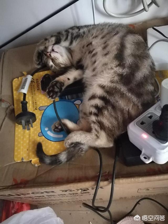 可爱小猫图片:有一只可爱小喵喵是什么感觉？