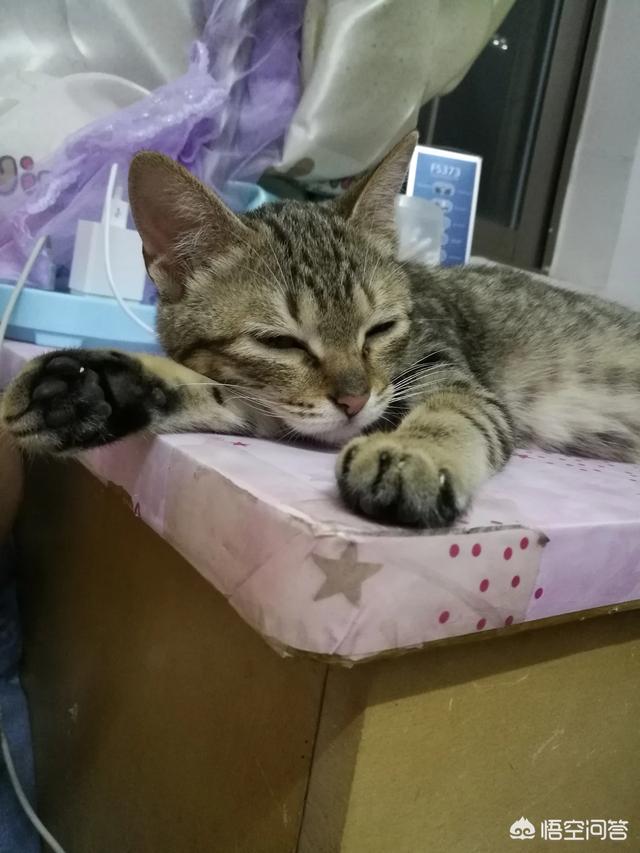 可爱小猫图片:有一只可爱小喵喵是什么感觉？