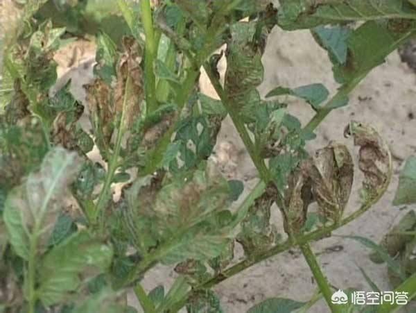 软腐病:软腐病用什么药最好 如何防治马铃薯的软腐病？