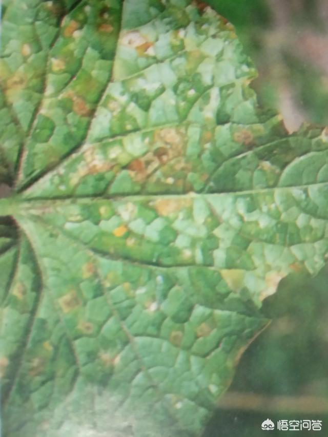 荷花玉兰拟毛刺线虫病:黄瓜叶子出现黄点，背面用手摸出现透明斑是什么病？