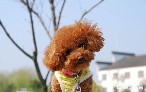 狗吃人:狗不能吃人吃的饭是不是卖狗粮的阴谋？