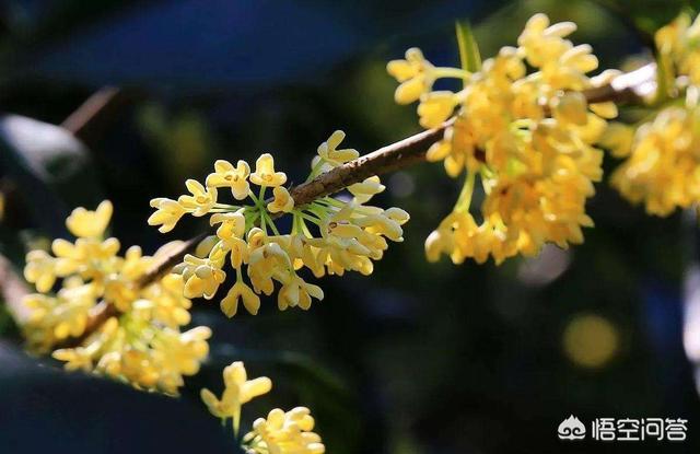 桂花树种子:桂花种子在河南可以种吗？