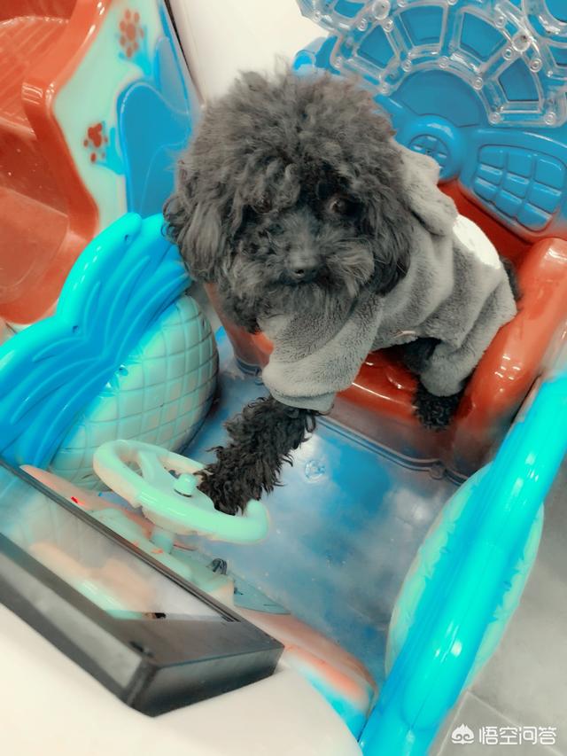 昨晚太想要了就和我家泰迪6:为什么泰迪犬总是黏人、喜欢跟人睡觉呢？