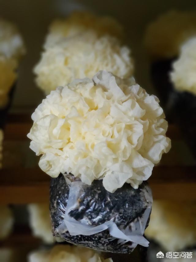 头条问答 - 现在好多银耳都是硫磺熏过的,请问哪种银耳不是硫磺熏过的