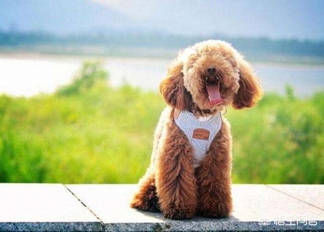 泰迪犬怎么养胖:如何才能选到长大了也好看的泰迪犬？