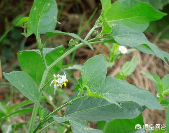 农村里,有一种像辣椒叶的野菜叫什么,有啥用? - 百科网