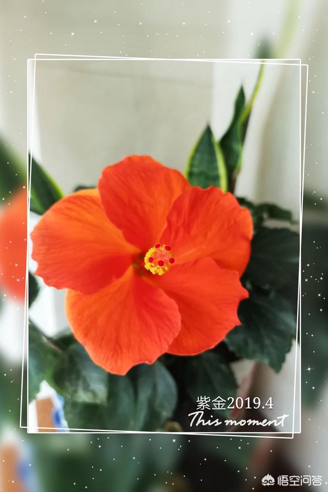 花叶美人蕉是一年生花卉:盆栽扶桑花一年能开几次花？