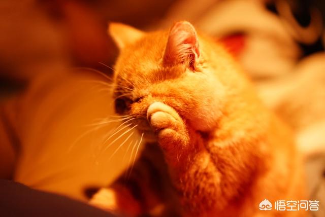 伽菲猫图片大全:家里有一只英短、一只加菲，怎么判断谁比较聪明？