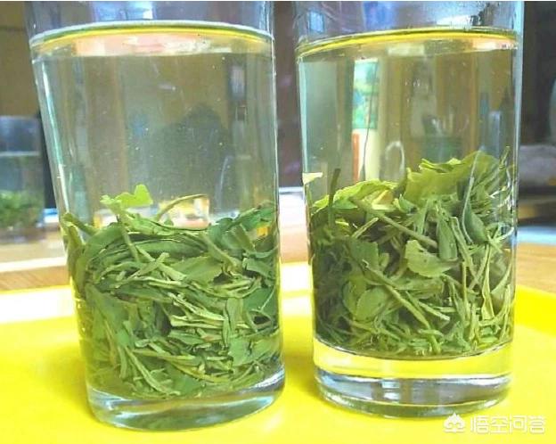 煎茶和抹茶的区别,抹茶和绿茶粉究竟有什么区别？