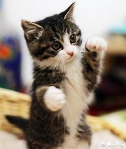 乡下怎么养猫:农村家养的猫讲卫生吗？举例说明？