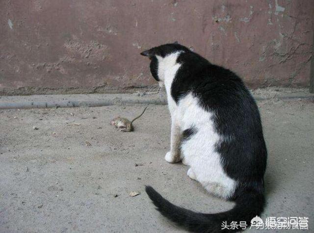 乡下怎么养猫:农村家养的猫讲卫生吗？举例说明？