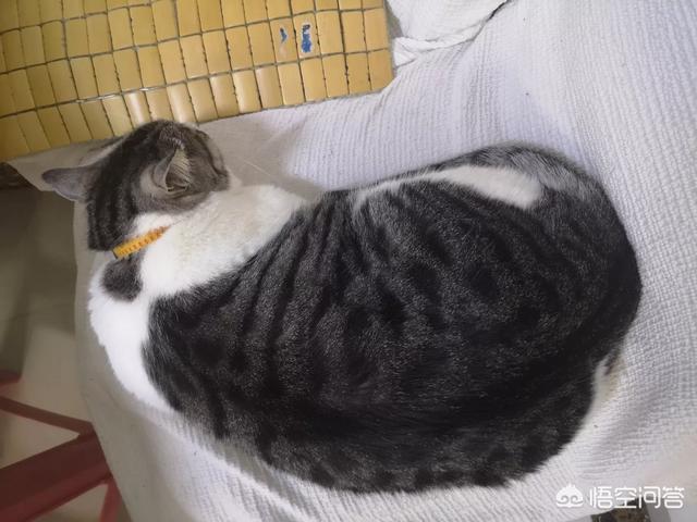 狗狗新闻:刚看新闻说有的动物园以狗充狼，你怎么看？