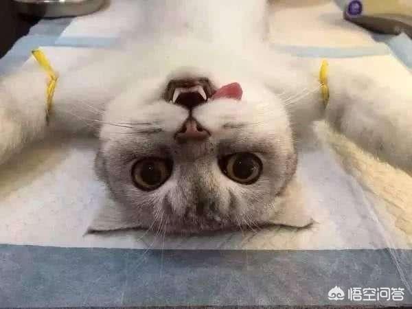 母猫绝育第二天没精神不爱动:小母猫做绝育手术之后站不起来该怎么办？ 母猫绝育后第二天还没精神
