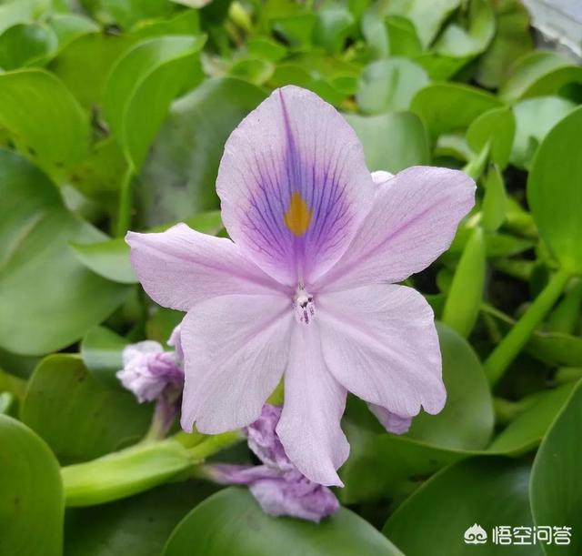 头条问答 湖里的水草能当化肥吗 13个回答