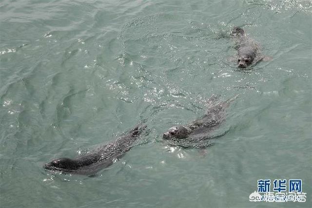 格陵兰海豹事件:大连：61头被盗捕野生斑海豹全部放归大海, 你怎么看？