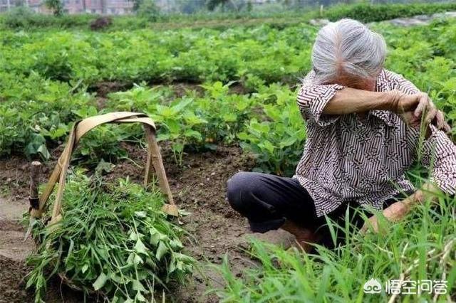 农村里的老母亲六十岁了还老是下地干活,怎么说也不听,怎么办?-百科网
