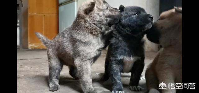 狗狗什么时候开始认主？插图34