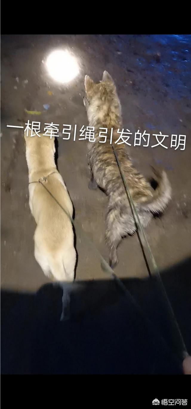 狗狗什么时候开始认主？插图36