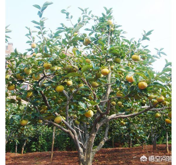 近年來魯北地區農戶不少院子裡種了柿子樹現在正是開花坐果期如何管理