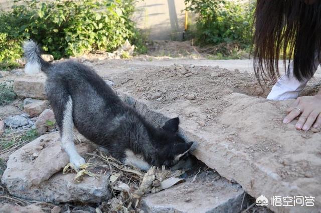 如何让狗狗进入下小说:怎么样才能让狗在我床上睡觉？