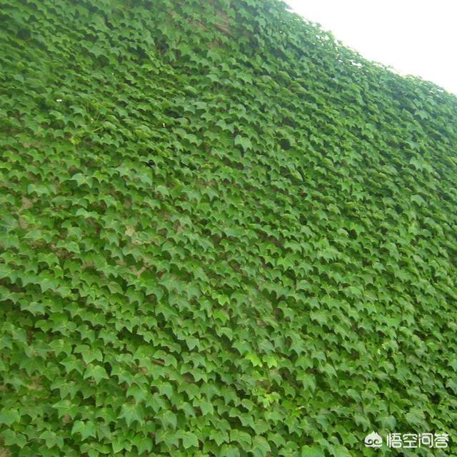 可以做植物围墙、四季常青耐寒的植物有哪些？