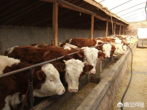 关于养牛知识点:有关养牛的基本知识 怎样让牛多长肉、增强抵抗力？