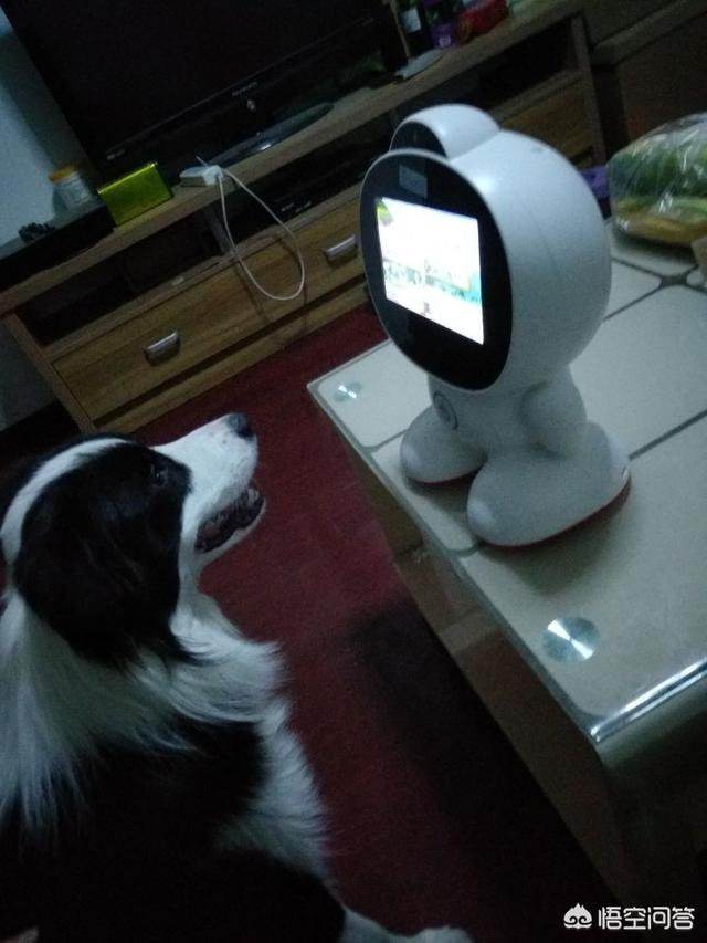 高加索山脉犬好养吗:工资4000元单门独户两层楼房，适合养巨型高加索吗？