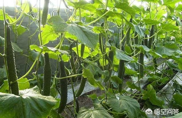 绝育黄瓜安全事情:黄瓜什么时候喷醋是最佳时间？
