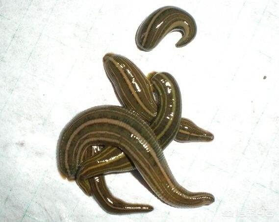 农村田里面好多人看到蚂蟥就怕那蚂蟥怕什么