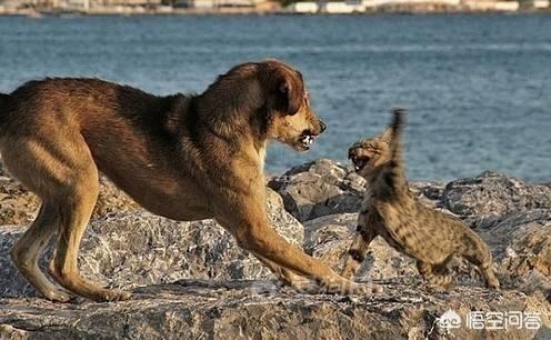 戴更基 猫狗大战:家里的柴犬咬家里的猫怎么办？