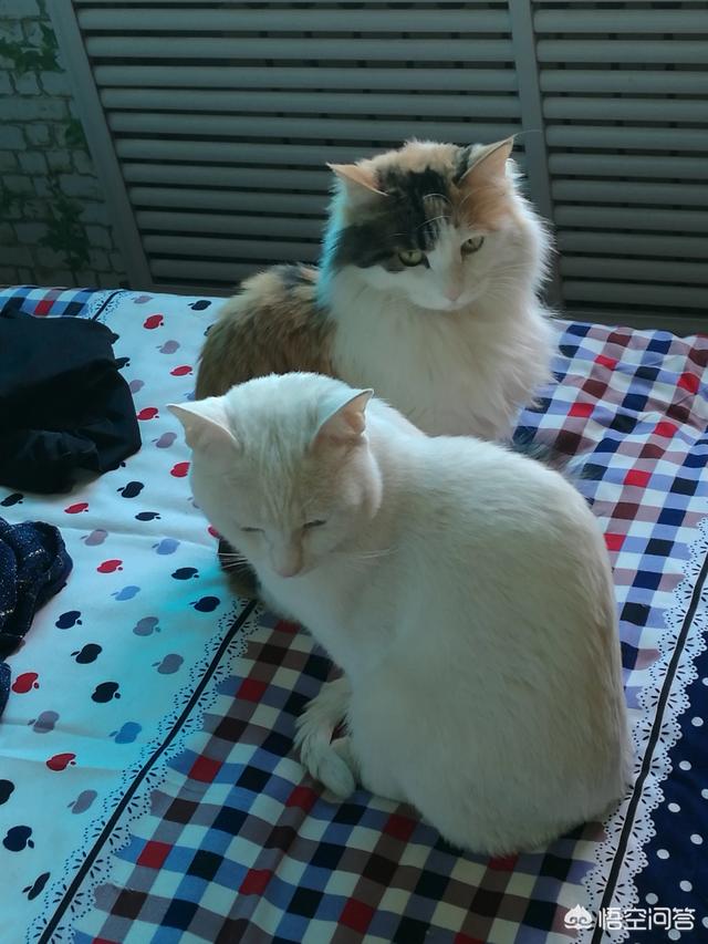 流浪狗和流浪猫评书:流浪狗流浪猫对人类社会有什么作用吗？
