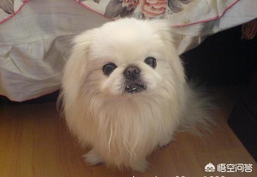 京巴狗怎么养:大家觉得哈巴狗可爱吗？好养吗？