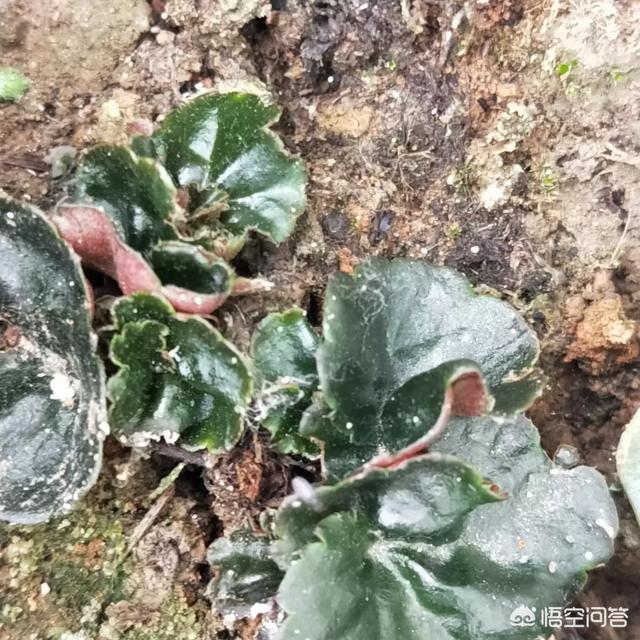 四季海棠茎腐病怎么治:四季海棠得了茎腐病后根部还能发芽吗？