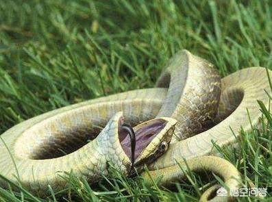 农村老话说“吞了烟袋油的蛇，离死不远”，为什么蛇怕烟袋油呢？