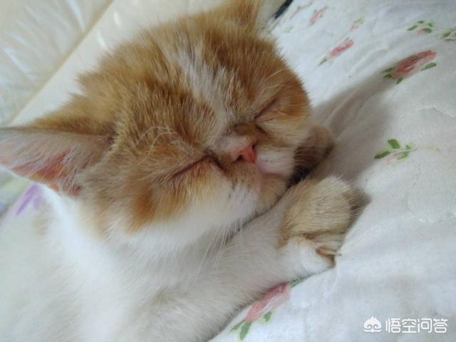 新玉多长时间才会认主人,猫走失几个月后还认识主人吗？