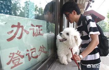 救狗:爱狗人士堵路救狗，来自疫区的狗被无害化处理，你怎么看？