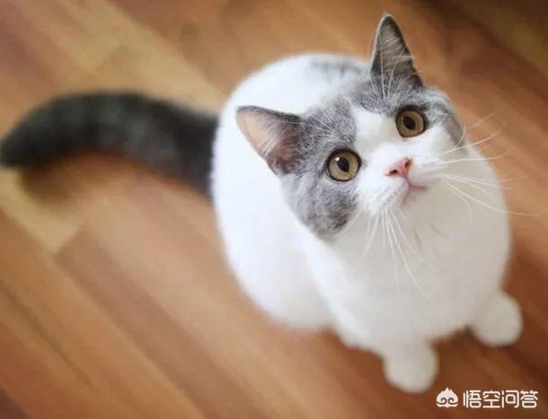 猫样少女:为什么有人说女孩子应该像猫咪一样？